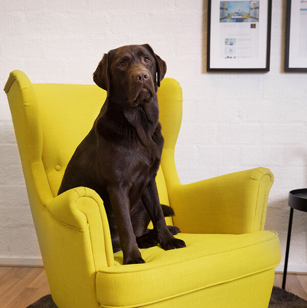 Rock the Web - Charly